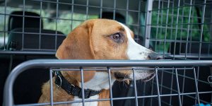 Travall-koiraveräjät estävät lemmikin karkailun